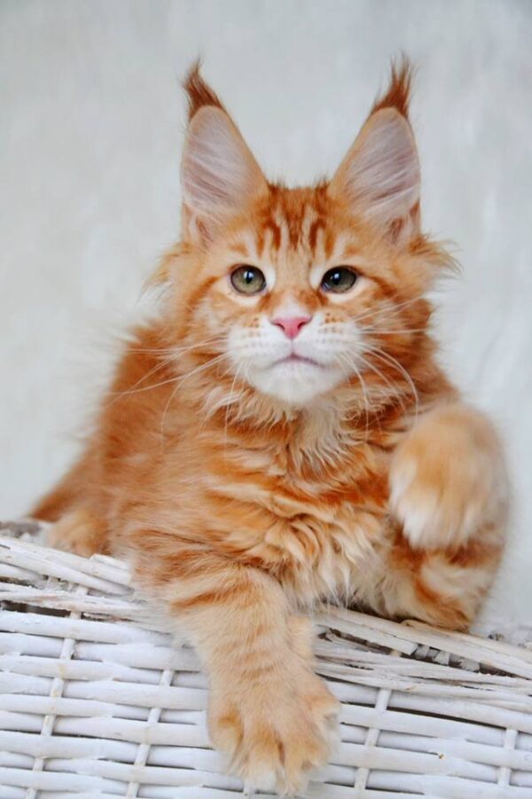 red tabby maine coon