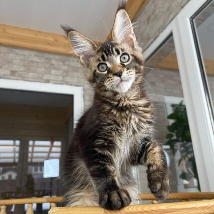 tortoiseshell maine coon kitten for sale