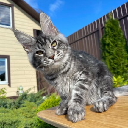 Tortoiseshell maine coon kitten