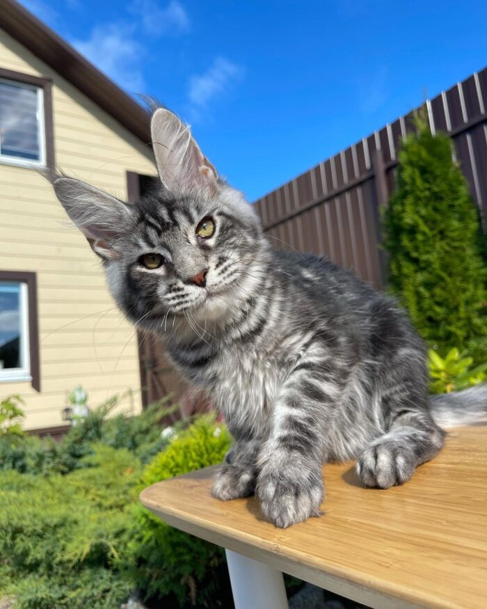 Tortoiseshell maine coon kitten