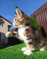 Calico Maine coon kitten for sale