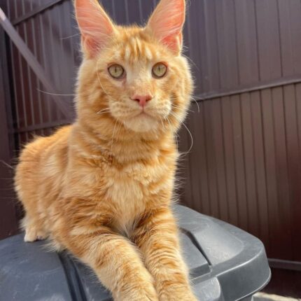 red tabby maine coon