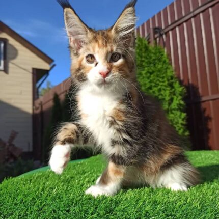 Calico kitten for sale