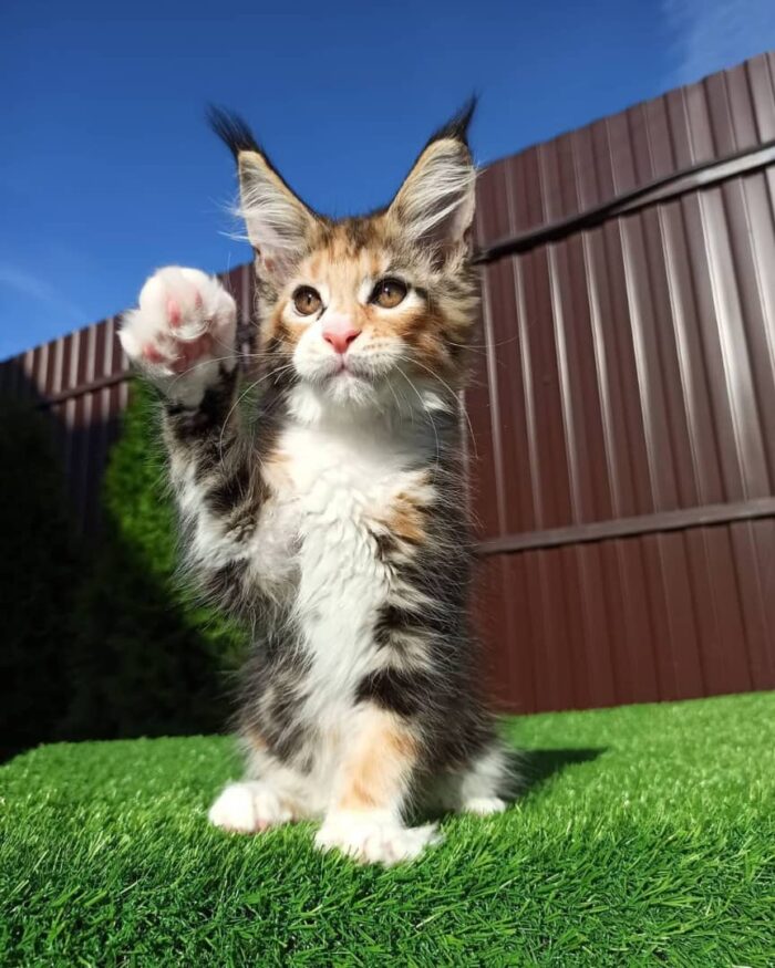 Calico maine coon kittens