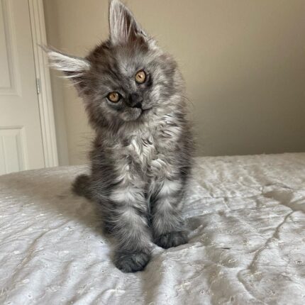 silver maine coon