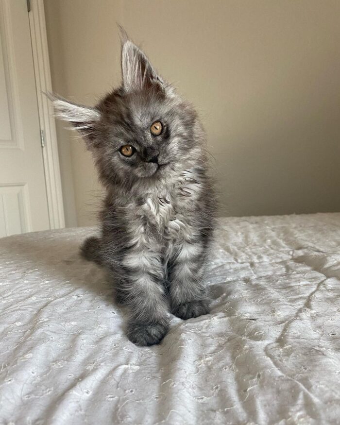 silver maine coon