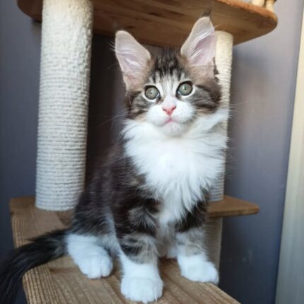 Female Maine Coon kitten
