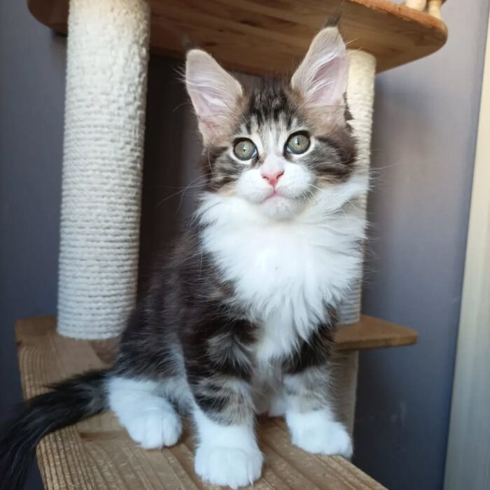 Female Maine Coon kitten