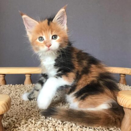 Maine Coon kitten Chelsea