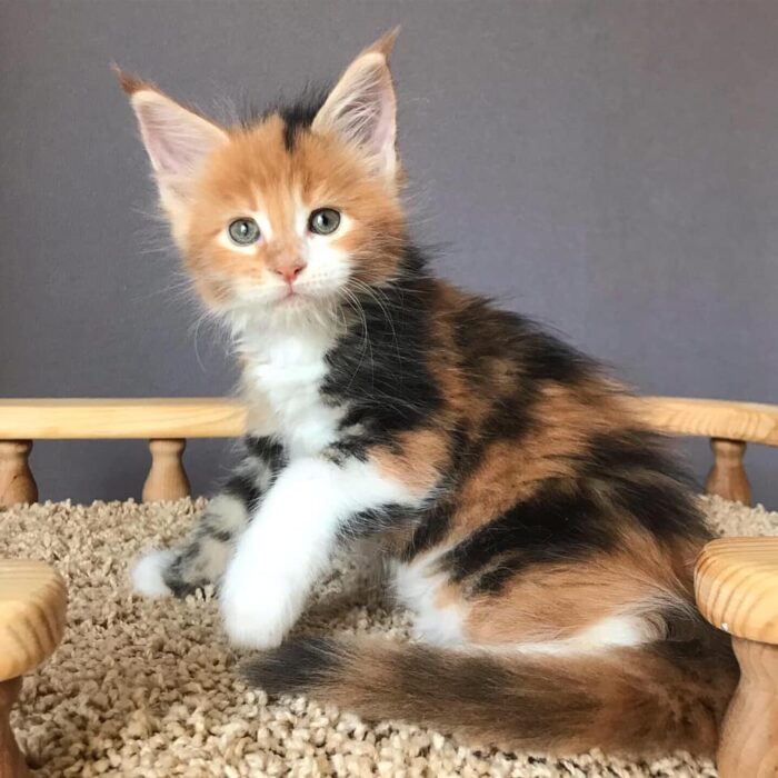 Maine Coon kitten Chelsea