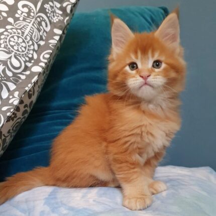Female Maine Coon Luna