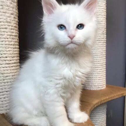 Misty Maine Coon kitten